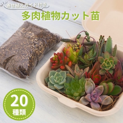 多肉植物 じぶんで植える多肉の寄せ植えセット[No5354-0594]