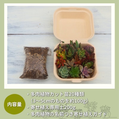 多肉植物 じぶんで植える多肉の寄せ植えセット[No5354-0594]
