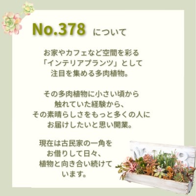 多肉植物 じぶんで植える多肉の寄せ植えセット[No5354-0594]