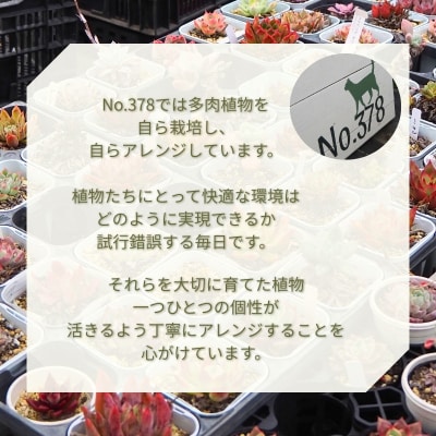 多肉植物 じぶんで植える多肉の寄せ植えセット[No5354-0594]
