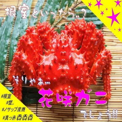 【北海道根室産】花咲ガニ2尾(計800g以上)【12/31決済分まで1月配送】 B-59010
