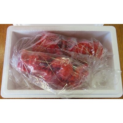 【北海道根室産】花咲ガニ2尾(計800g以上)【12/31決済分まで1月配送】 B-59010