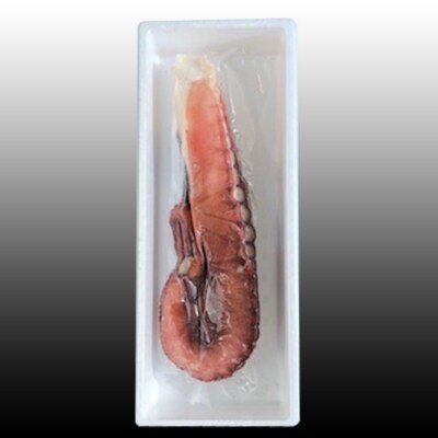 ★たこ足800g前後～1.4kg前後×1本【12/31決済分まで1月配送】 A-36051