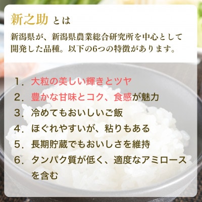 【毎月定期便】新潟県 出雲崎町産 「新之助」 精米 5kg全6回