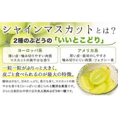 【予約】カップ入ぶどう シャインマスカット クイーンニーナ 約300g × 3カップ シグマサポート