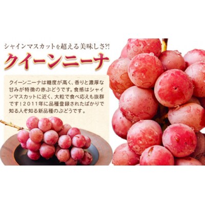 【予約】カップ入ぶどう シャインマスカット クイーンニーナ 約300g × 3カップ シグマサポート