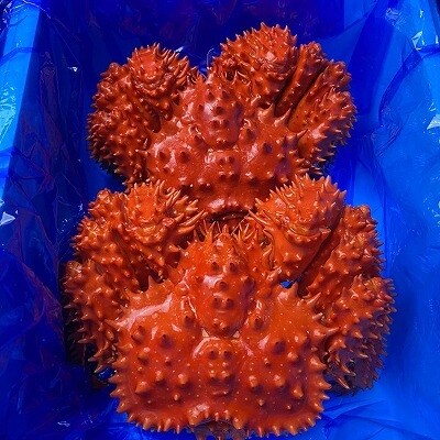 【北海道根室産】浜ゆで花咲がに1.2kg前後×2尾 D-21001