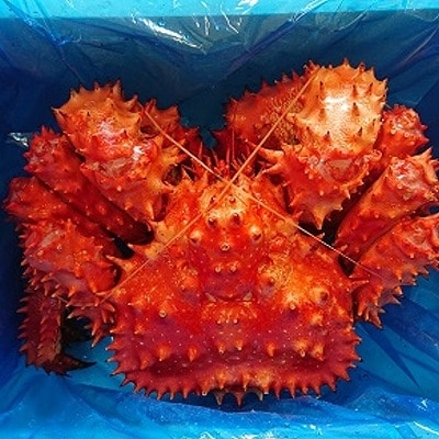 【北海道根室産】浜ゆで花咲がに1kg前後×1尾 B-21001