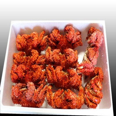 【北海道根室産】花咲かに400～600g×10尾 D-36007