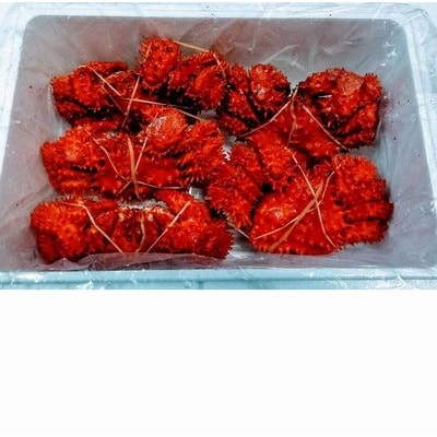 【北海道根室産】花咲ガニ4～6尾(計1.2kg) A-57037