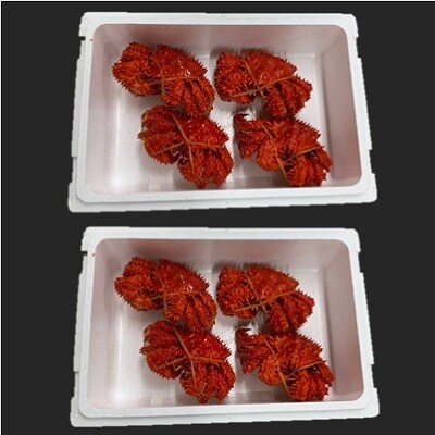 【北海道根室産】花咲がに姿350～450g×8尾 B-01050