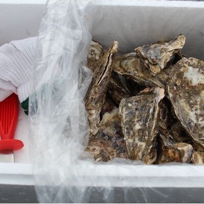 殻付き牡蠣の酒蒸し90g以上×17個入 A-57050