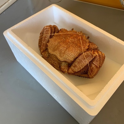 毛がに550～750g×1尾 C-60012