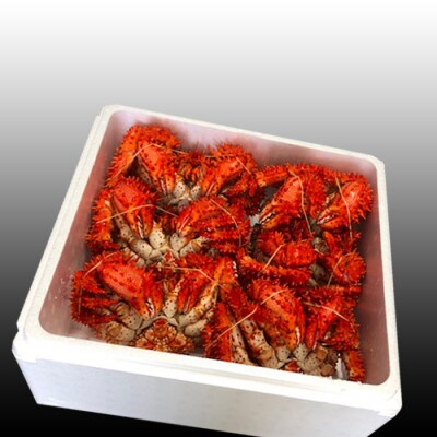 【北海道根室産】花咲かに500～650g×6尾 D-30043