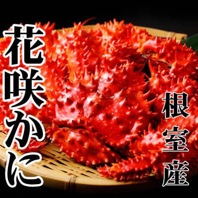 【北海道根室産】花咲かに500～650g×6尾 D-36045
