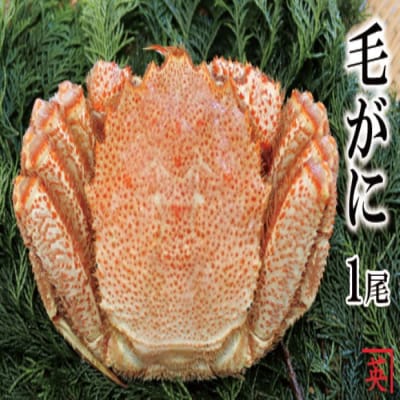 【北海道根室産】ボイル毛蟹600g～1kg×1尾 B-27009