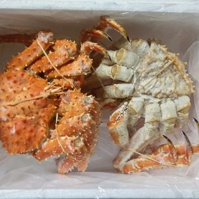 【北海道根室産】本タラバガニ2尾(計1.6kg前後) D-57049