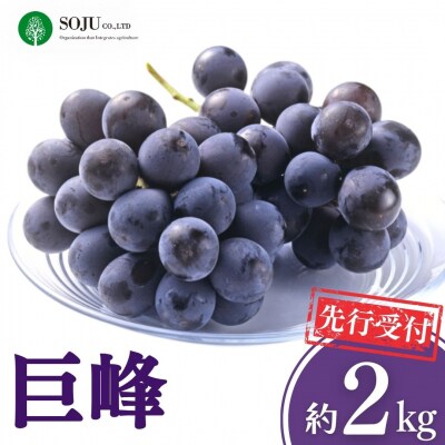 先行受付 巨峰 約2kg  令和8年産 新潟県 三条市産 ぶどう 【016P033】