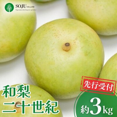 先行受付 和梨 二十世紀 約3kg 令和8年産 新潟県 三条市産【016P034】