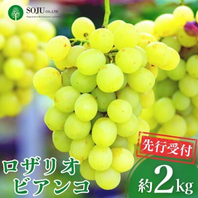 先行受付 ぶどう ロザリオビアンコ 約2kg 令和8年産 新潟県 【016P038】