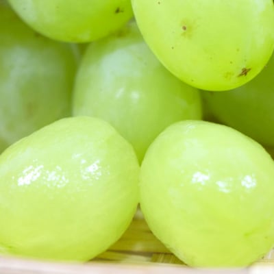 先行受付 ぶどう ロザリオビアンコ 約2kg 令和8年産 新潟県 【016P038】