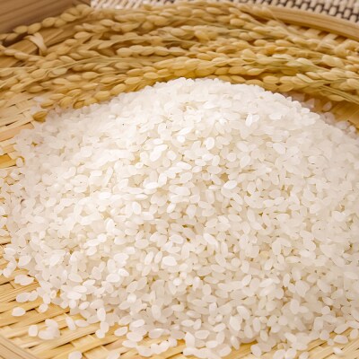 農家直送 令和7年産 コシヒカリ精米 5キロ 白米 高知県産【R01555】
