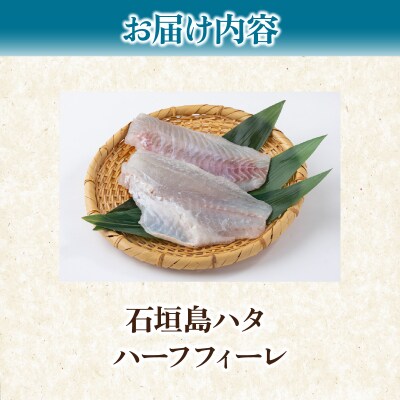 石垣島 ハタ ハーフフィーレ | ミーバイ ヤイトハタ