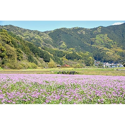 れんげ米夢つくし30kg(5kg×6袋)