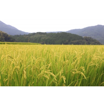 【新米　令和8年産】9月～出荷【食味鑑定士厳選】福岡県産 夢つくし10kg(5kg×2袋)(香春町)