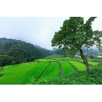令和4年産　福岡県産夢つくし20kg(5kg×4)(香春町)