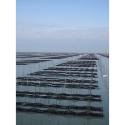有明海産海苔　初摘み有明美人詰合せ(9袋)