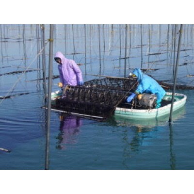 有明海産海苔　初摘み有明美人詰合せ(36袋)