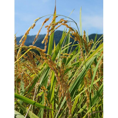 【令和5年産】福岡県産米セット　特別栽培米　夢つくし3kg & 元気つくし3kg 　白米計6kg