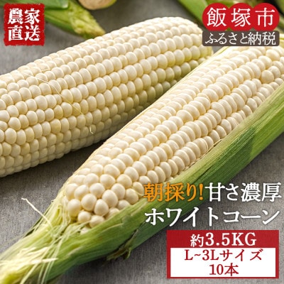 農家直送　甘さ濃厚!朝採り純白ホワイトコーン10本 L～3Lサイズ　約3.5kg　レシピ付き