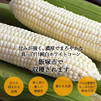 農家直送　甘さ濃厚!朝採り純白ホワイトコーン10本 L～3Lサイズ　約3.5kg　レシピ付き