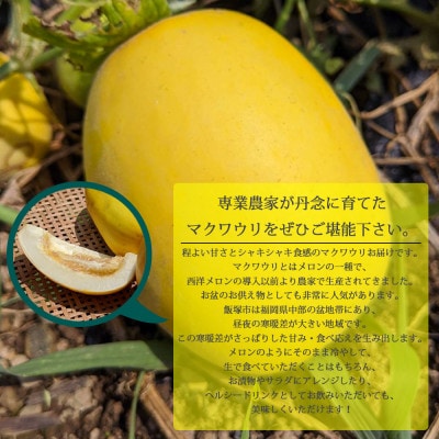 【2025年7月下旬より発送】農家直送 程よい甘さのマクワウリ約3.5kg (8～12個)