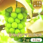 【2026年8月中旬より順次発送】シャインマスカット2房(約1kg)