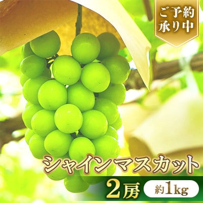 【2026年8月中旬より順次発送】シャインマスカット2房(約1kg)
