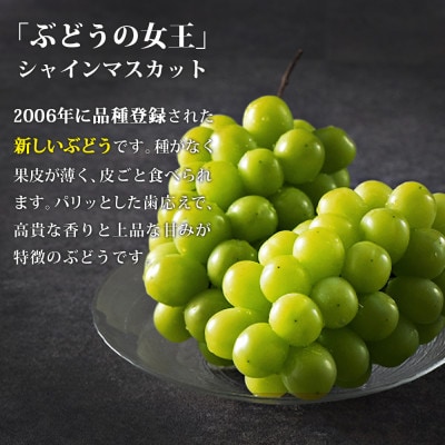 【2026年8月中旬より順次発送】シャインマスカット2房(約1kg)