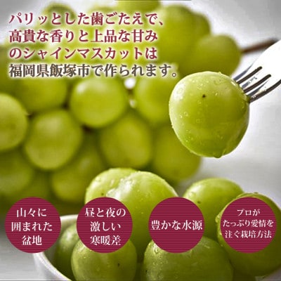 【2026年8月中旬より順次発送】シャインマスカット2房(約1kg)