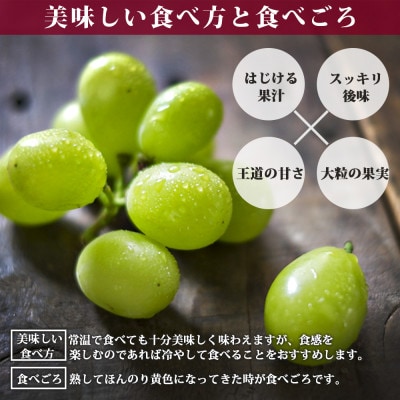 【2026年8月中旬より順次発送】シャインマスカット2房(約1kg)