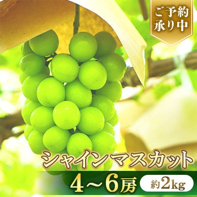 【2026年8月中旬より順次発送】シャインマスカット4～6房(約2kg)