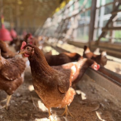 【福岡 平飼い卵】あかねの虜(20個入)