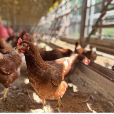 【福岡 平飼い卵】あかねの虜(30個入)