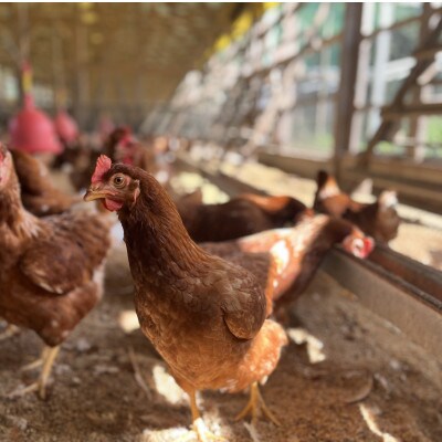 【毎月定期便】平飼い卵【あかねの虜】40個入り 27歳2児の母が手掛ける 旨味たっぷり卵全12回