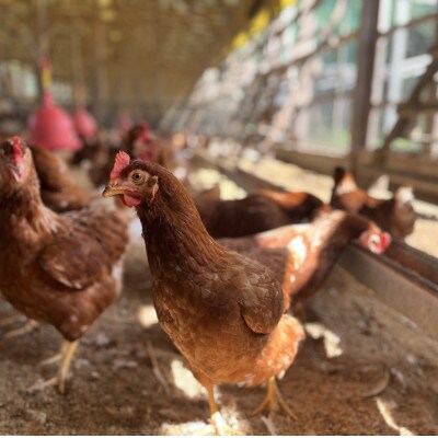 【2週間毎定期便】平飼い卵【あかねの虜】30個入り 27歳2児の母が手掛ける 旨味たっぷり卵全24回