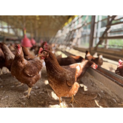 【毎月定期便】平飼い卵【あかねの虜】30個入り 27歳2児の母が手掛ける 旨味たっぷり卵全6回