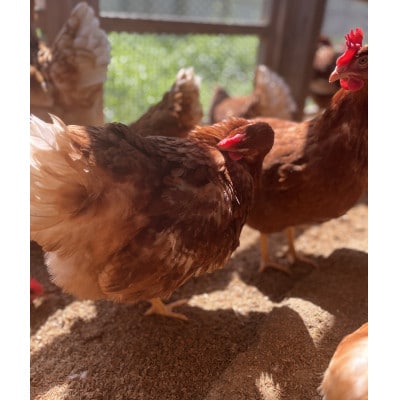 【福岡 平飼い卵】あかねの虜(20個入)