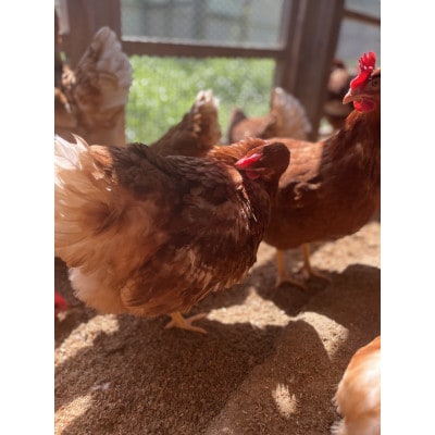 【福岡 平飼い卵】あかねの虜(30個入)