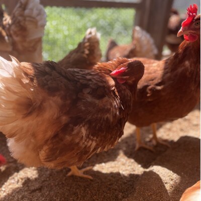 【毎月定期便】福岡 平飼い卵 あかねの虜(20個入)全12回